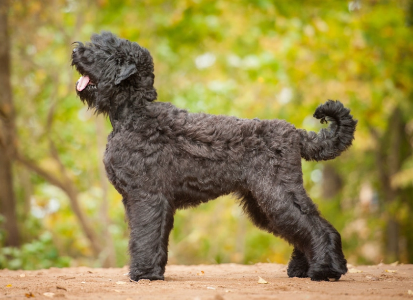 are Bouvier des Flandres good family dogs