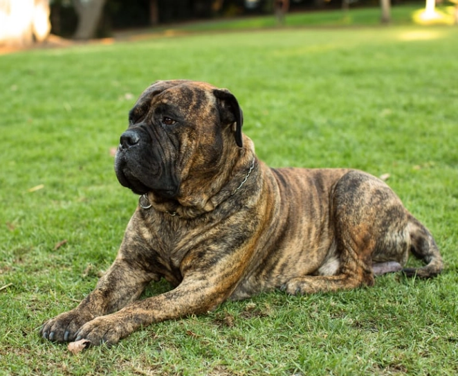 bullmastiff black color