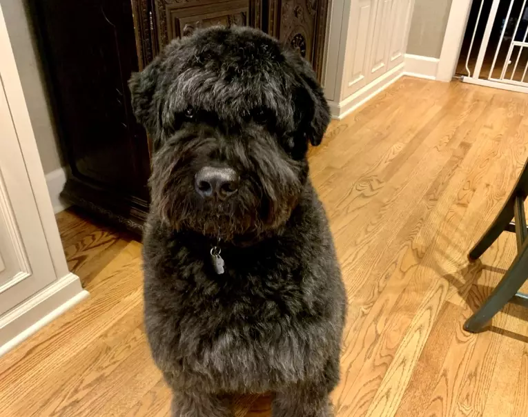 are Bouvier des Flandres good family dogs