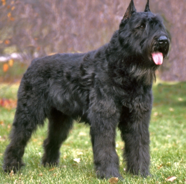 Bouvier des Flandres aggression
