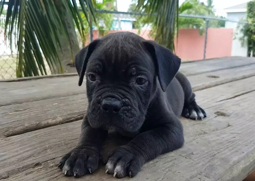 bullmastiff black color