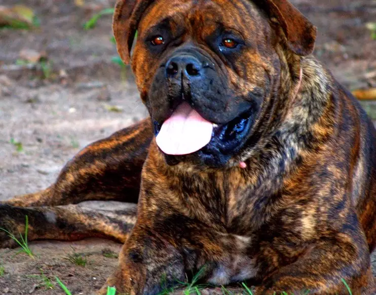black bullmastiff puppy