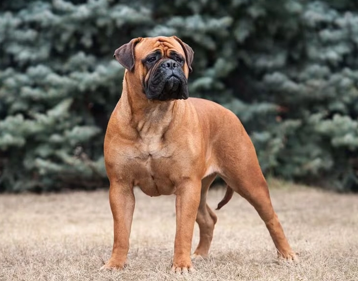 black bullmastiff puppy