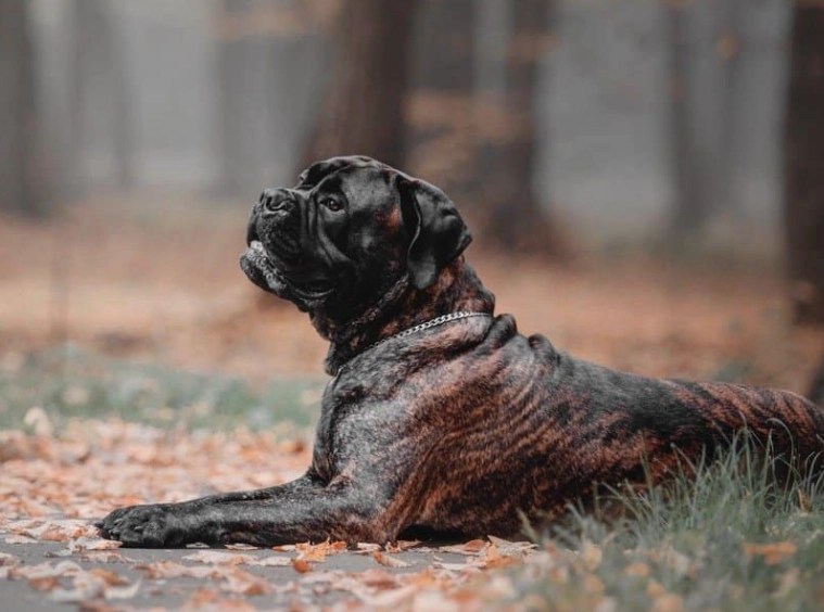 black bullmastiff