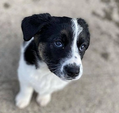 Canaan Dog mix