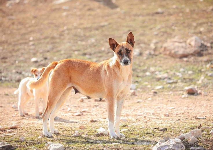 Canaan Dog mixed breed temperament