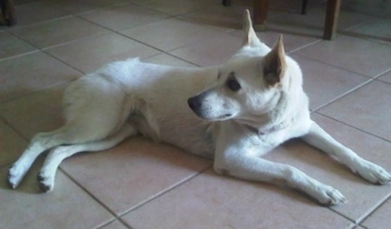 Canaan Dog mixed breed temperament