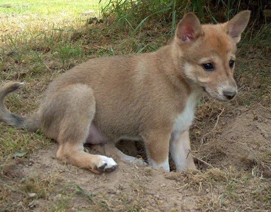Canaan Dog crossbreed