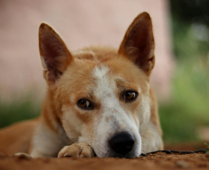Canaan Dog crossbreed