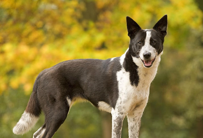 Canaan Dog mix
