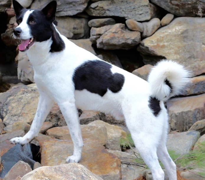 Canaan Dog breed information