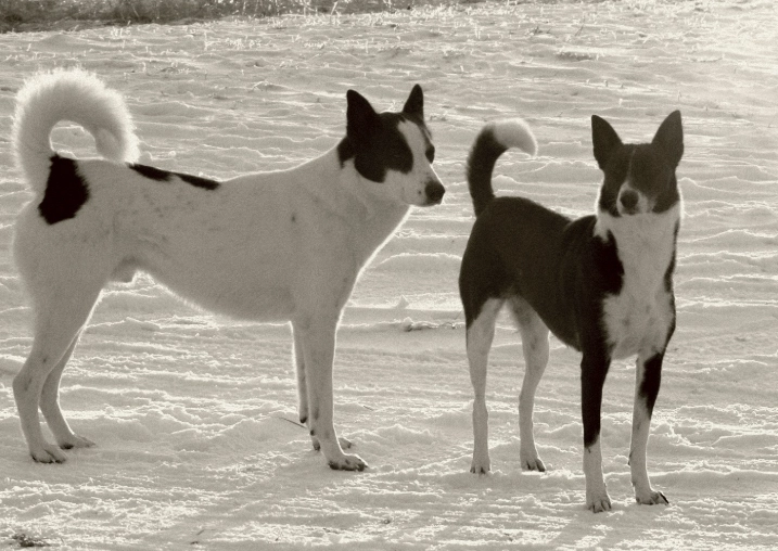 Canaan Dog breed information
