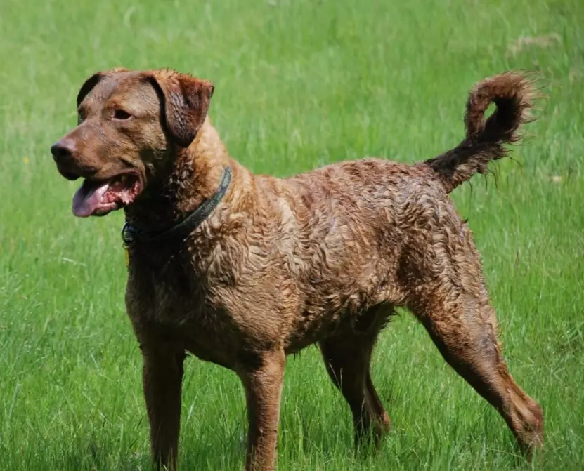 black Chesapeake Bay Retriever