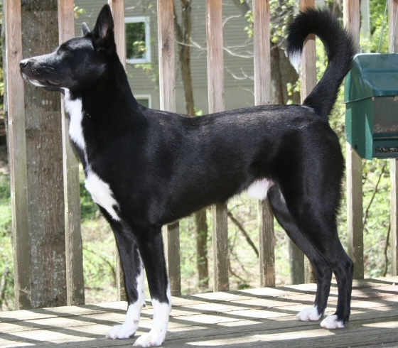 Canaan Dog black and white