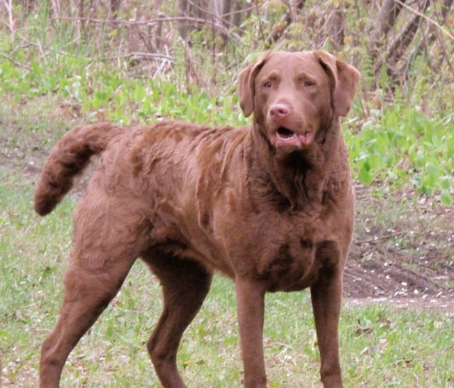 Chesapeake Bay Retriever grooming