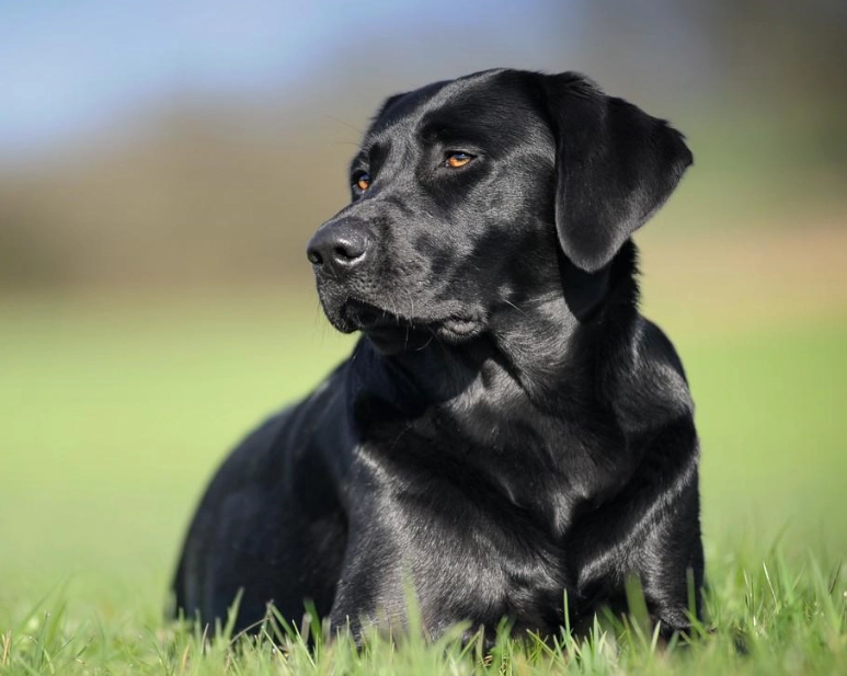 Chesapeake Bay Retriever black
