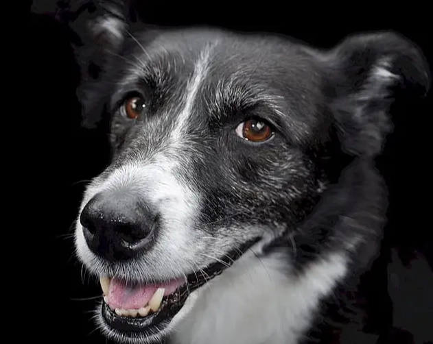 Canaan Dog
