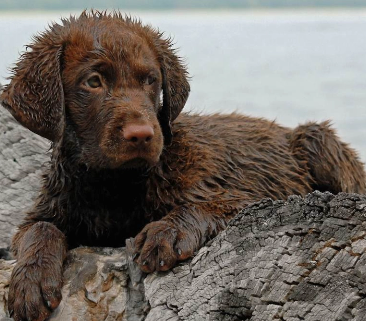 Chesapeake Bay Retriever colors