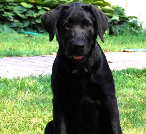 Chesapeake Bay Retriever colors