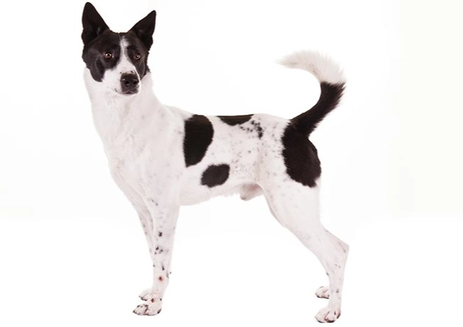 Canaan Dog