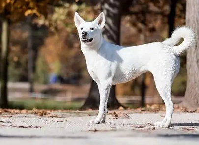 Canaan Dog