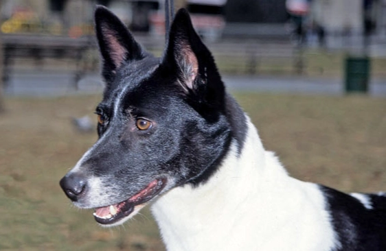 Canaan Dog breed information