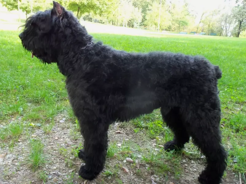 Bouvier des Flandres apartment