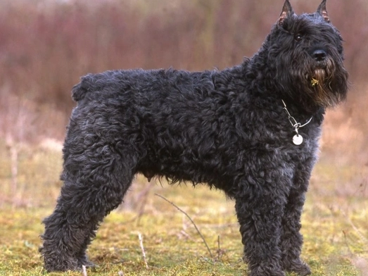 Bouvier des Flandres apartment