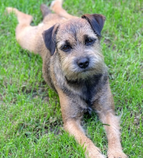 small terrier mix dogs