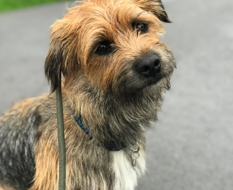 small terrier mix dogs