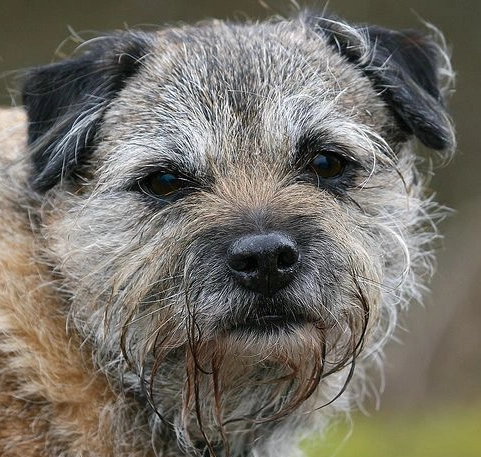 terrier mix breeds