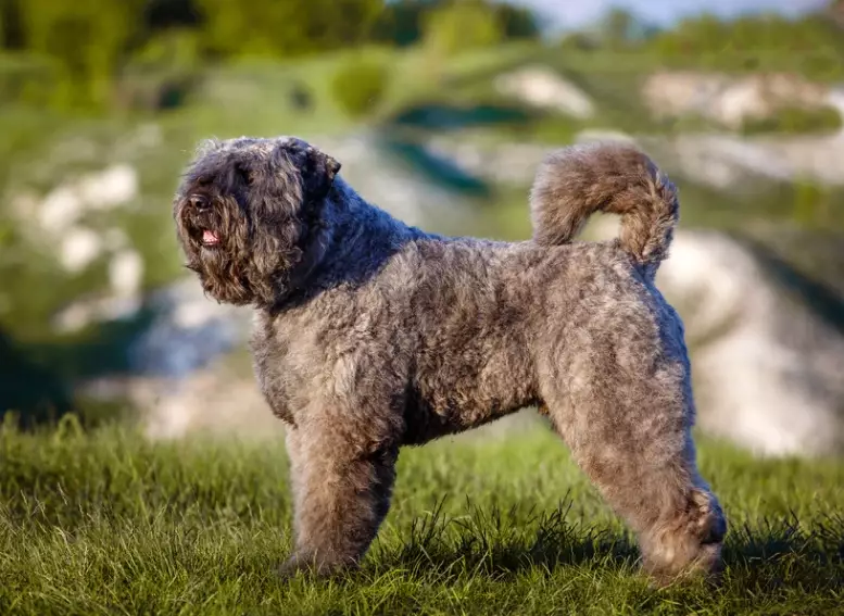 Bouvier weight and height