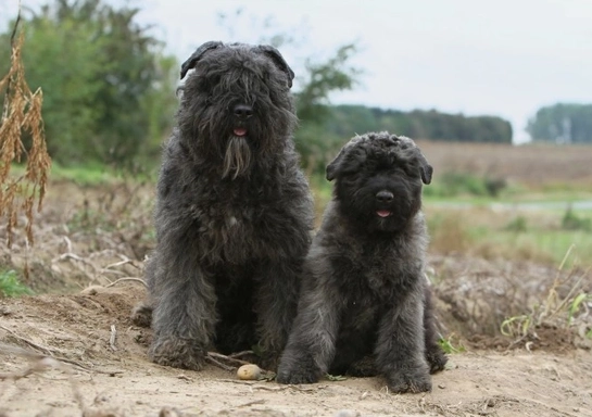 Bouvier des Flandres apartment