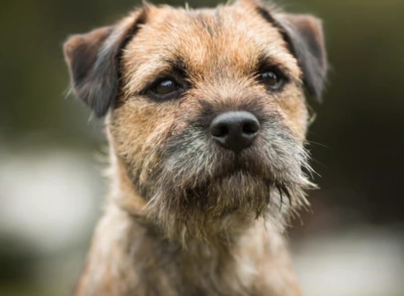 small terrier mix dogs