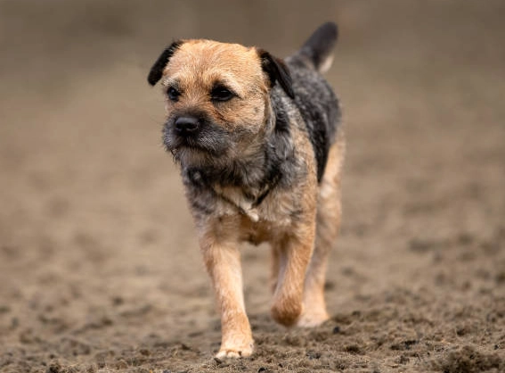 terrier mix breeds
