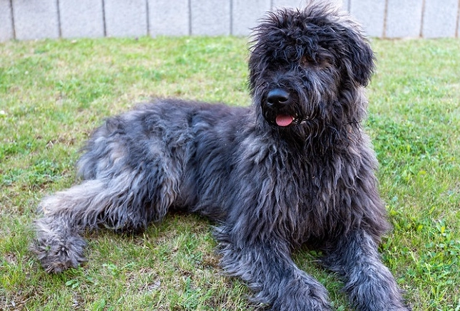 Bouvier weight and height