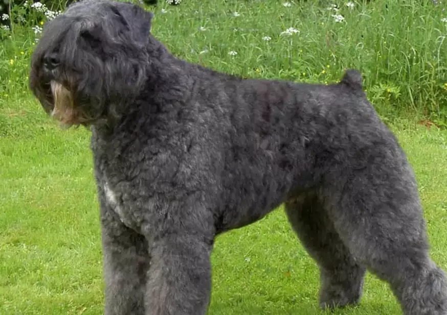 Bouvier weight and height