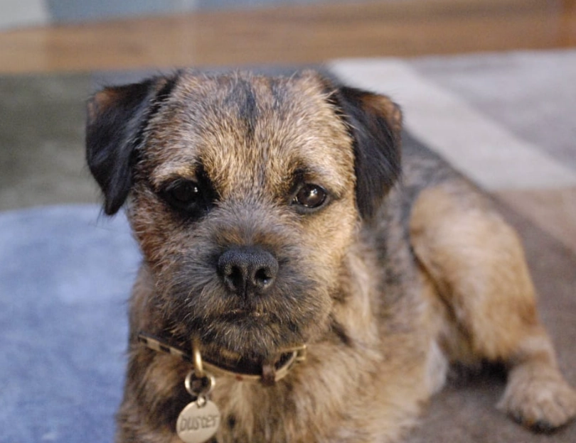 terrier mix breeds