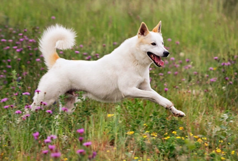 Canaan dog barking