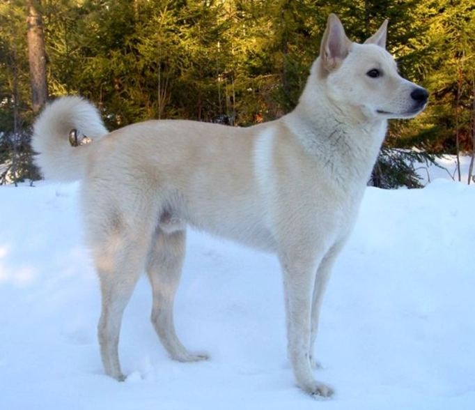 Canaan dog barking