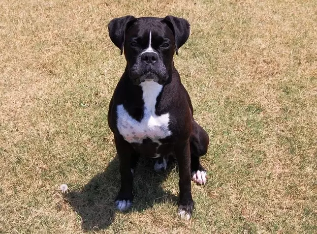 black boxer dog
