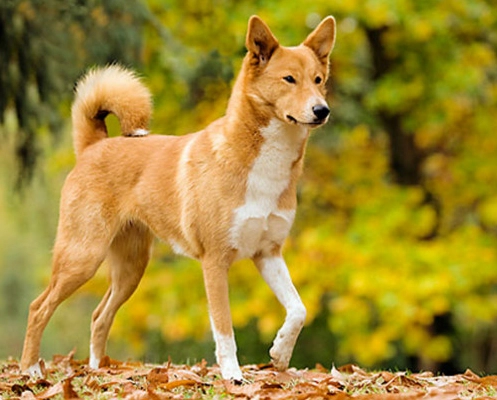Canaan dog training