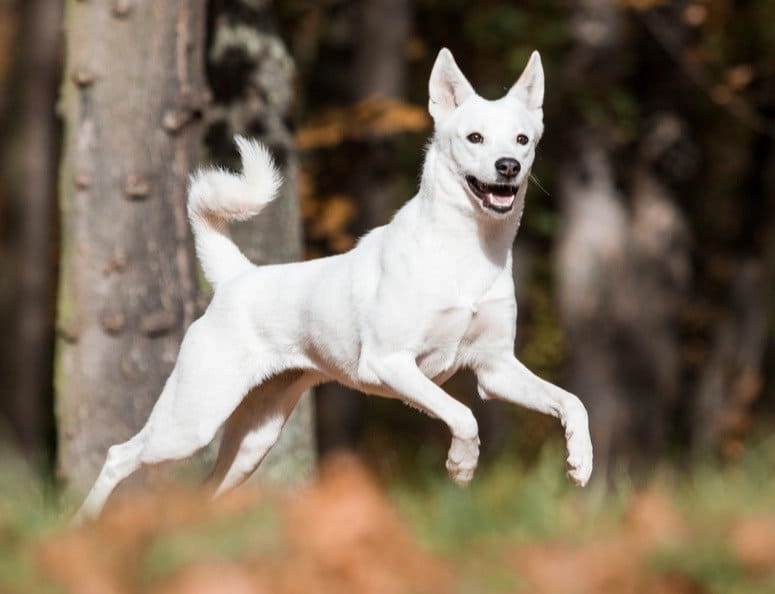 Canaan dog training