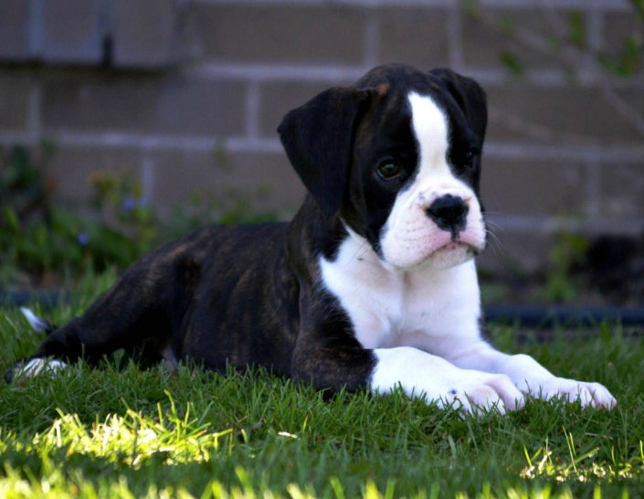 rare boxer colors