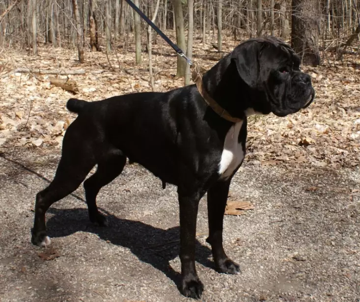 boxer black coat