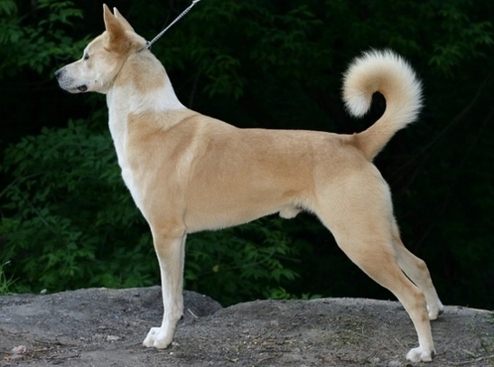 Canaan dog training