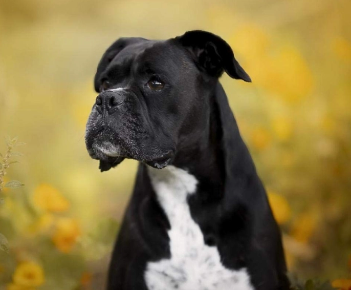 boxer black coat