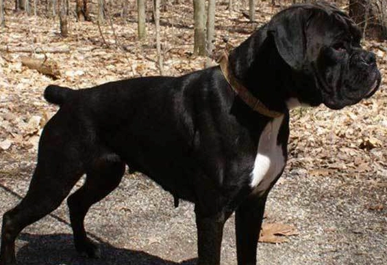 rare boxer colors