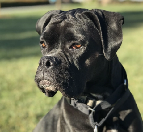black boxer dog