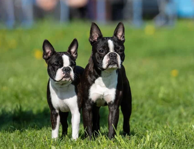 Boston Terrier family dog